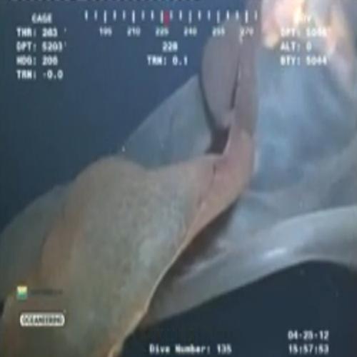 Câmeras da Petrobrás descobrem verdadeiro monstro no fundo do mar 