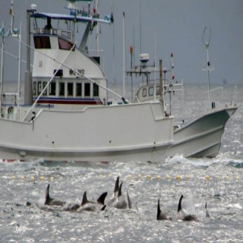 Japão anuncia que voltará a caçar baleias