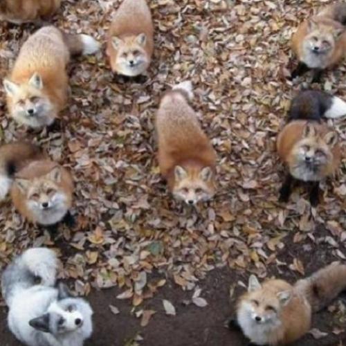 Brinque o dia inteiro com raposas num santuário no Japão (veja fotos!)