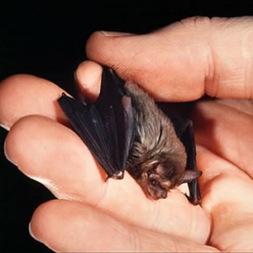 Conheça o menor morcego do mundo!