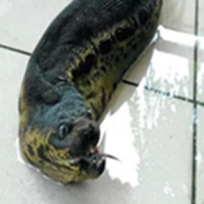 Cobra ou lagarto? Criatura bizarra assusta trabalhadores na Malásia