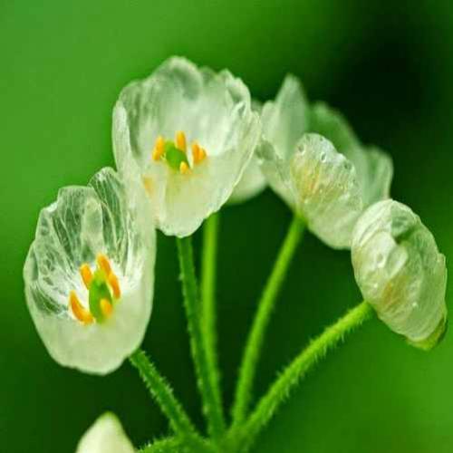 A flor com as pétalas transparentes