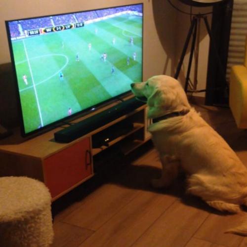 Um cachorro que adora ver futebol pela TV