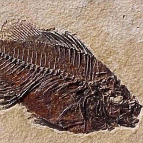 Fósseis: desvendando a vida no passado