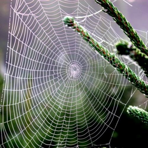 Aranhas expostas a grafeno produzem super teia