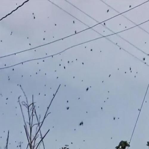Chuva de aranhas aterroriza uma cidade no sul da Austrália.