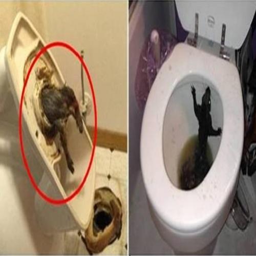 18 coisas mais bizarras encontradas em banheiros