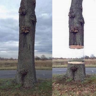 Artistas criam efeito fantástico em árvore na Alemanha