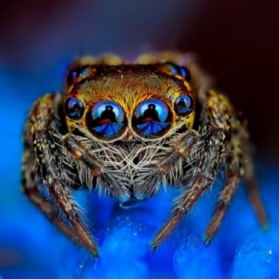 O olhar hipnótico das aranhas (11 fotos)