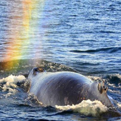 Fotógrafa capta arco-íris formado em esguicho de baleia-jubarte