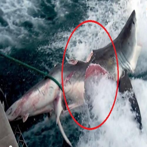Monstro que devorou tubarão pode ter mais de 16 metros
