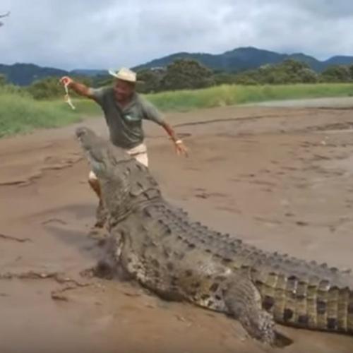 Incrível crocodilo gigante - Veja o que aconteceu