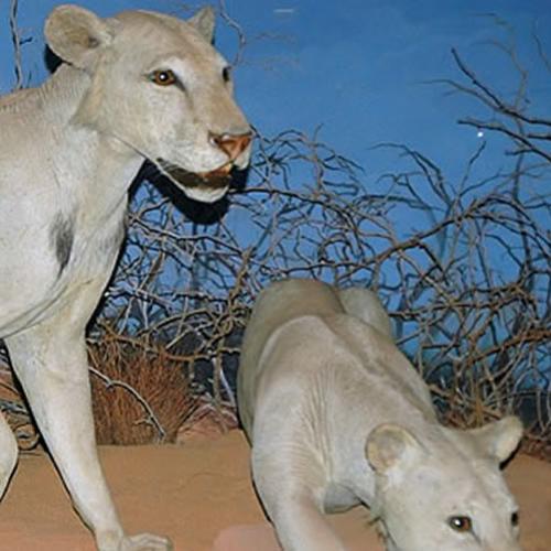 Sombra e Escuridão: Os temíveis leões de Tsavo