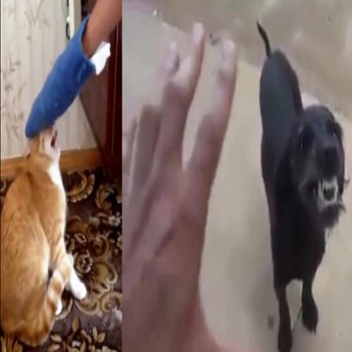 O gato assassino e o cão possuído
