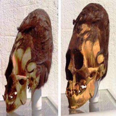 Crânios deformados encontrados no Peru possuem mutação genética descon