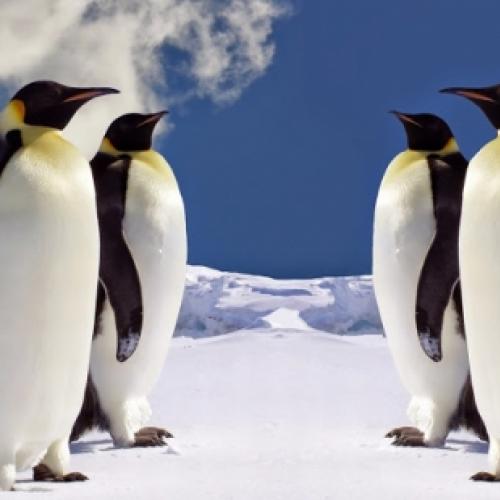 Velocidade do ar: conheçam o pinguim-imperador