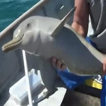 Golfinho enroscado em saco plástico é salvo por pescadores brasileiros