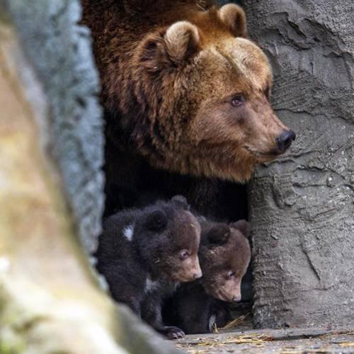 O Fascinante Mundo da Hibernação dos Ursos: Por que eles hibernam?