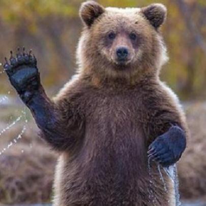 19 Ursos hilários que pensam que são humanos