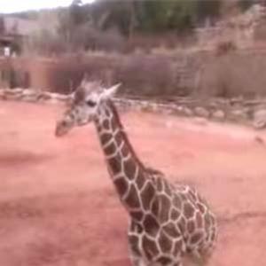 Conheçam a girafa patricinha: insolente e arrogante.