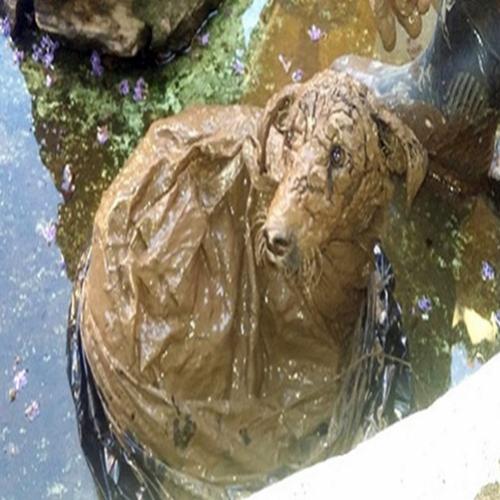Cachorra amarrada em sacola dentro de rio é salva por outro cão