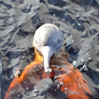 Cientistas descobrem nova espécie de golfinho no rio Araguaia