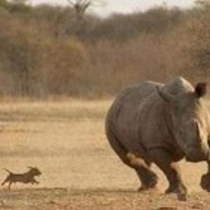 Pra um rinoceronte fugir, esse cachorro só pode ser filho DELE...