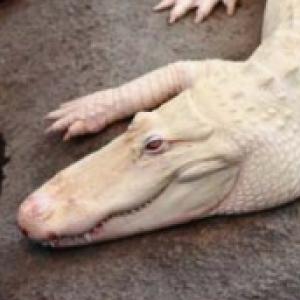 Crocodilo branco? Veja incríveis fotos de animais albinos pelo mundo