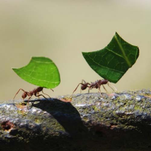 Porque as formigas se cumprimentam?