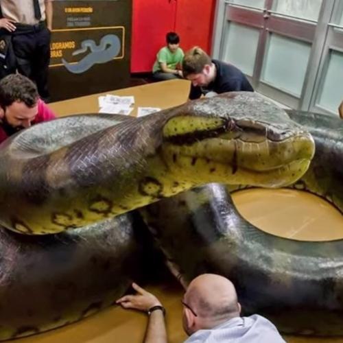 Incrível o tamanho dessa cobra