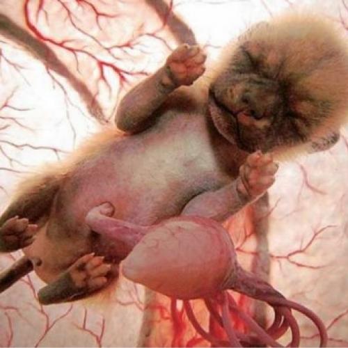 15 fotos incríveis de animais no ventre materno