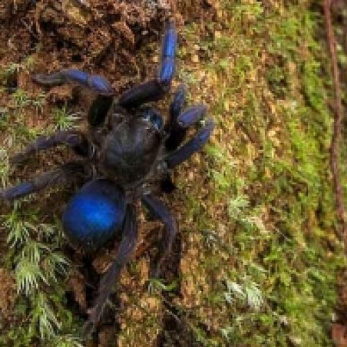 Uma aranha azul entre as novas espécies descobertas na América do Sul.