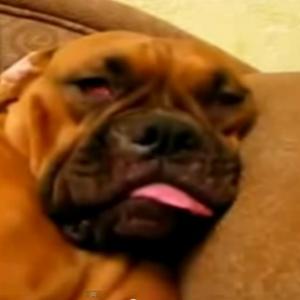 Compilação de vídeo: cachorros tirando uma soneca