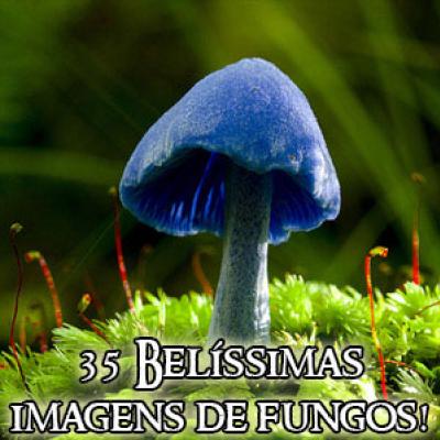 As mais belas imagens de fungos!