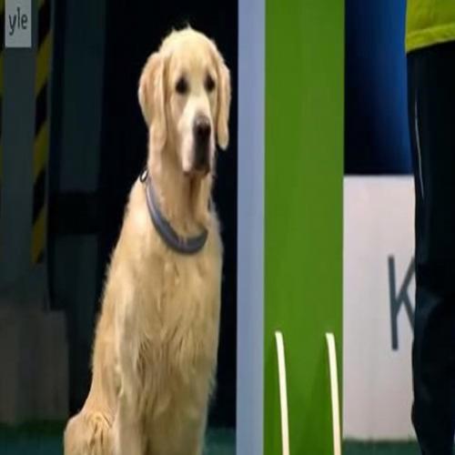Cão arranca gargalhadas do público em competição
