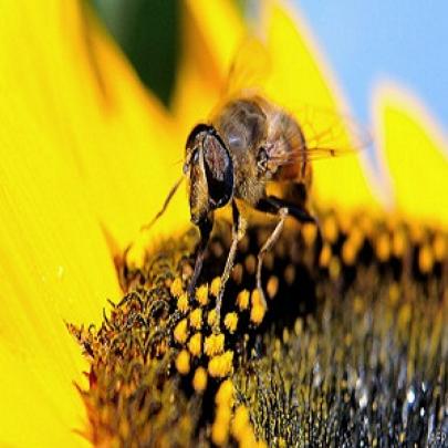Estudante leva 190 picadas de abelha para saber onde dói mais