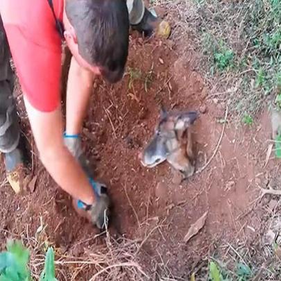 Emocionante: Cadela é resgatada viva  após 2 dias enterrada