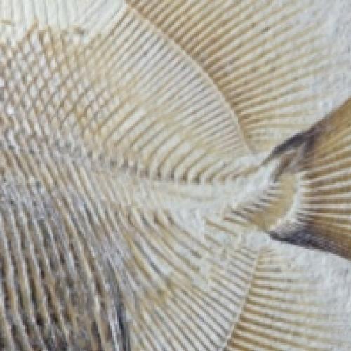 Encontrado fóssil de peixe semelhante á piranha