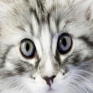 Curiosidades que você não sabe sobre gatos