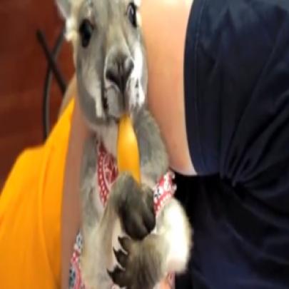 Família australiana  adota canguru como  bichinho  de  estimação 