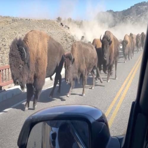 Um bisão gigante atropela carro de turistas em Yellowstone