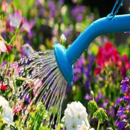 Saiba como cuidar de seu jardim sem desperdiçar água