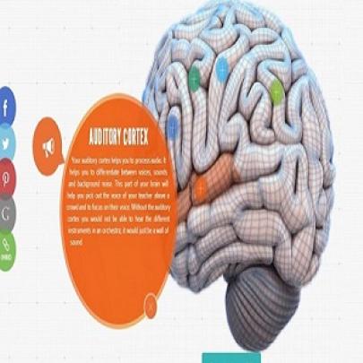 Uma aula interativa sobre seu cérebro