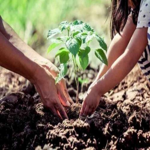 7 truques fáceis para cuidar das suas plantas