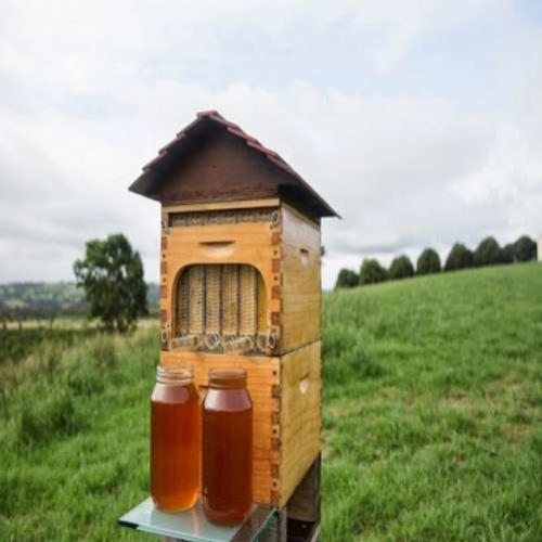 Sistema inteligente torna produção de mel mais segura para pessoas e a