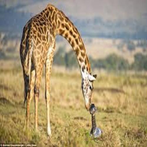 Parto de girafa: filhote chega ao mundo