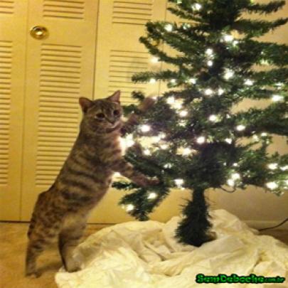 Como tornar sua árvore de Natal à prova de gatos!