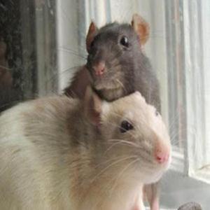 Ratas com incríveis habilidades fazem sucesso na web