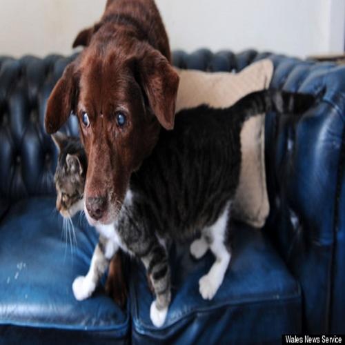 A maravilhosa história de um gato que se torna guia de um cão cego!