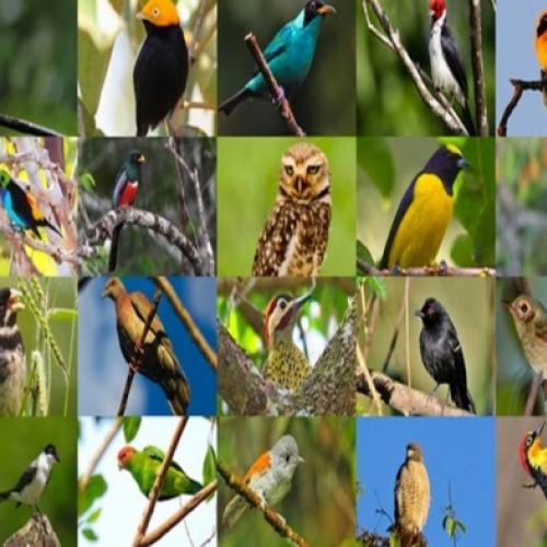 Aves do Brasil: A visão dos Ornitólogos